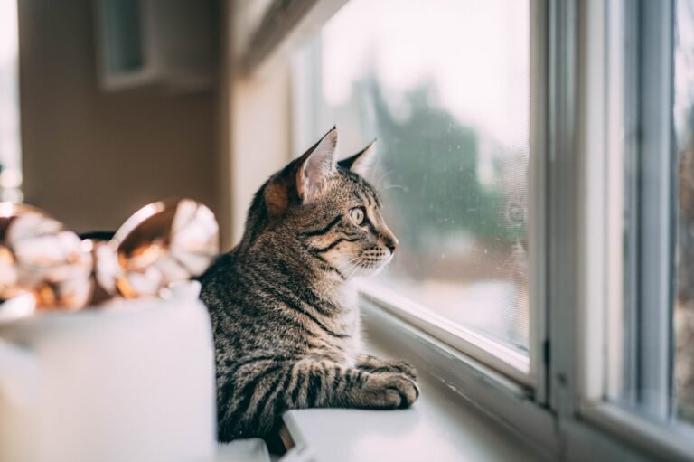10 mejores juguetes de verano para gatos
