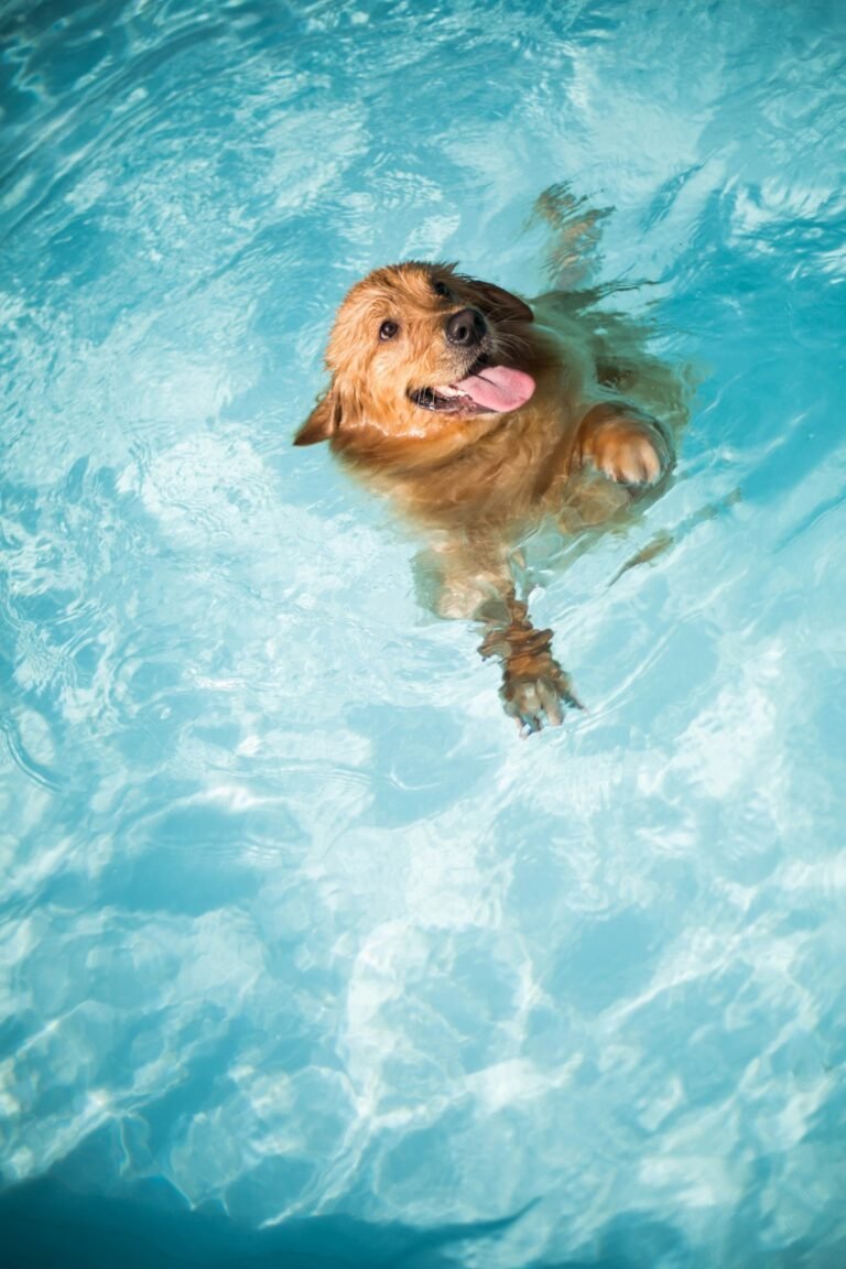 10 mejores juguetes de verano para perros