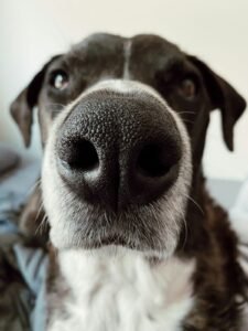 Curiosidades sobre el olfato de los perros