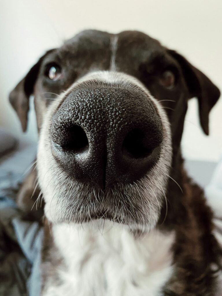 Curiosidades sobre el olfato de los perros
