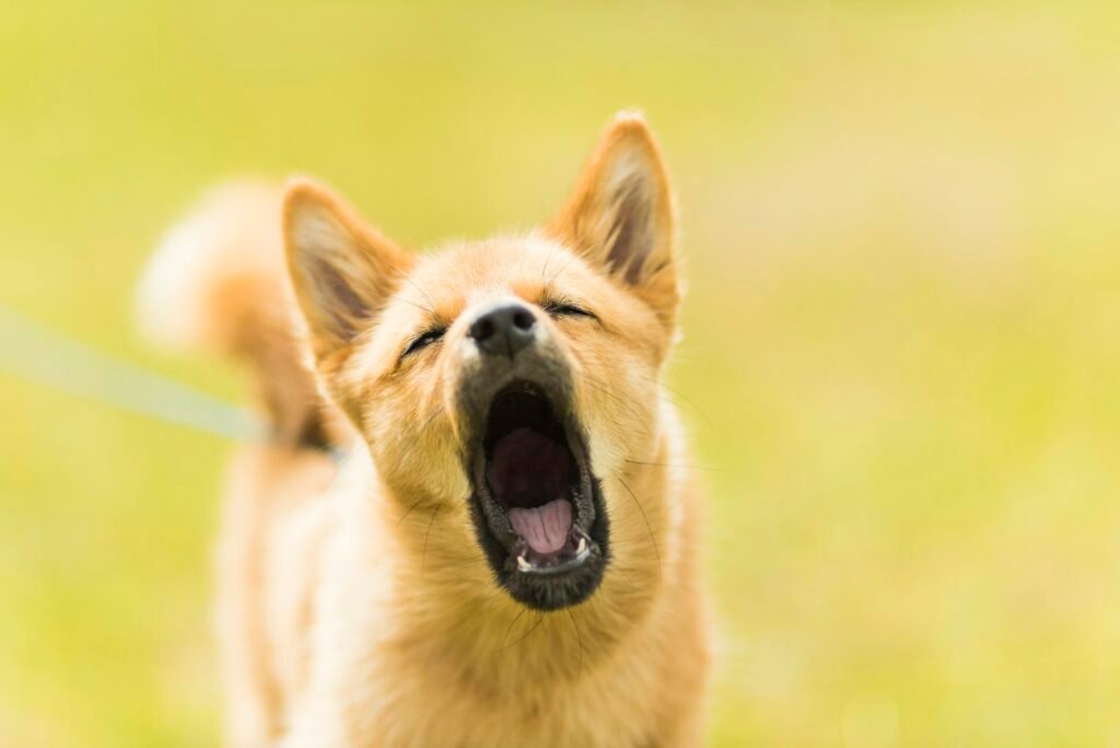 Perro aullando al aire libre en un prado