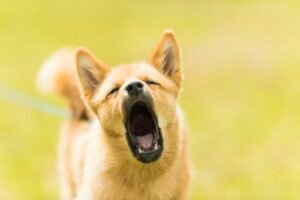 Perro aullando al aire libre en un prado