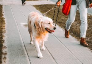Como enseñar a tu perro a no tirar de la correa