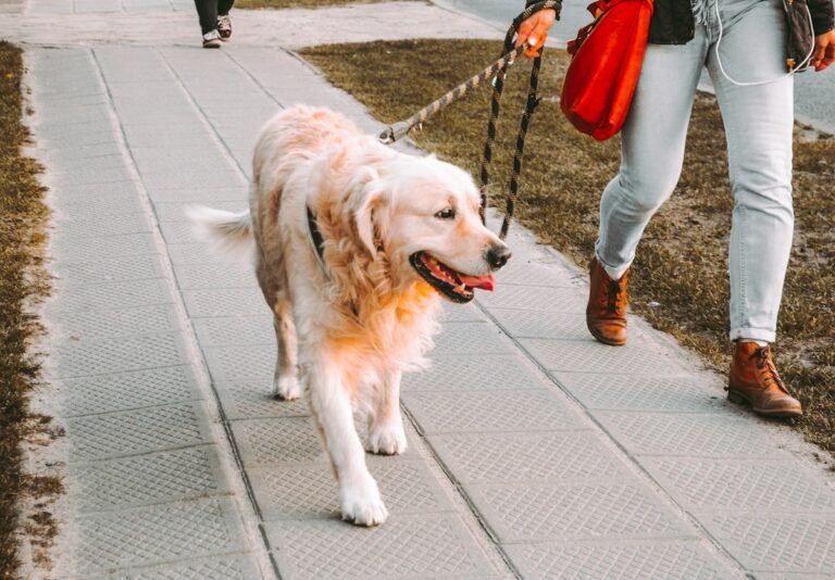Como enseñar a tu perro a no tirar de la correa