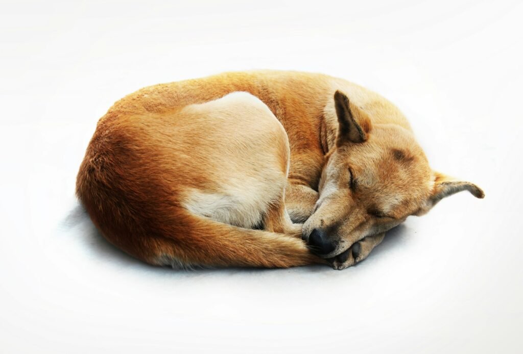 ¿Por qué los perros giran en círculos antes de tumbarse a dormir?
