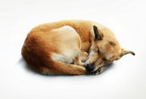 ¿Por qué los perros giran en círculos antes de tumbarse a dormir?