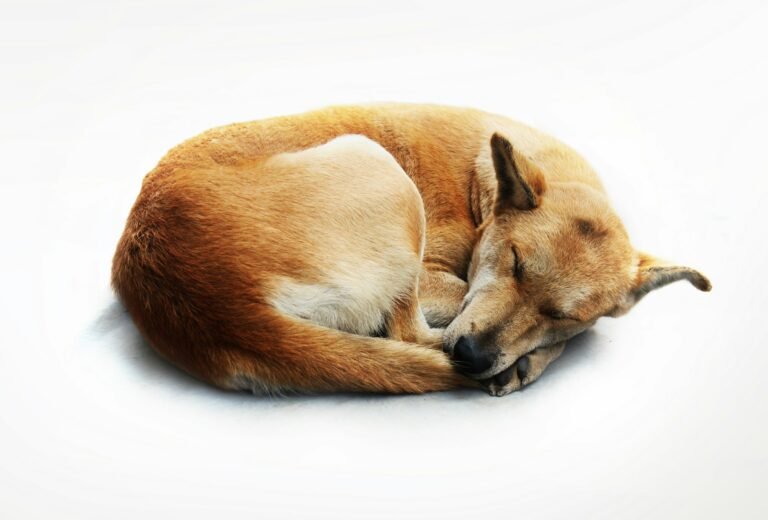 ¿Por qué los perros giran en círculos antes de tumbarse a dormir?