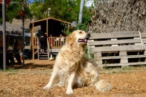 Mejores repelentes naturales antipulgas para mascotas
