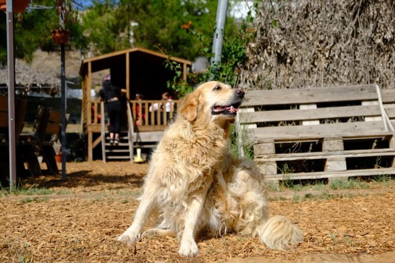 Mejores repelentes naturales antipulgas para mascotas