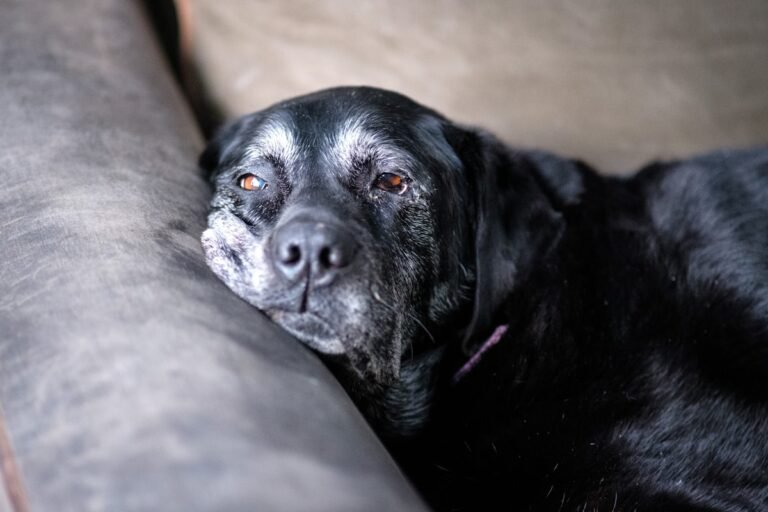 Mejores suplementos articulares para perros mayores