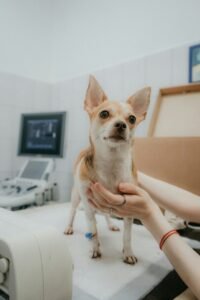 Consejos para la primera visita al veterinario