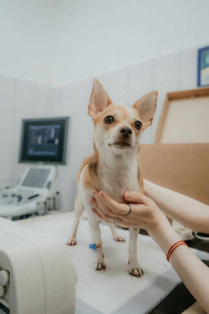 Consejos para la primera visita al veterinario