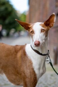 Podenco Ibicenco: carácter, cuidados, alimentación y salud