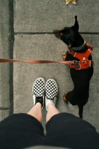 Perro paseando con arnes