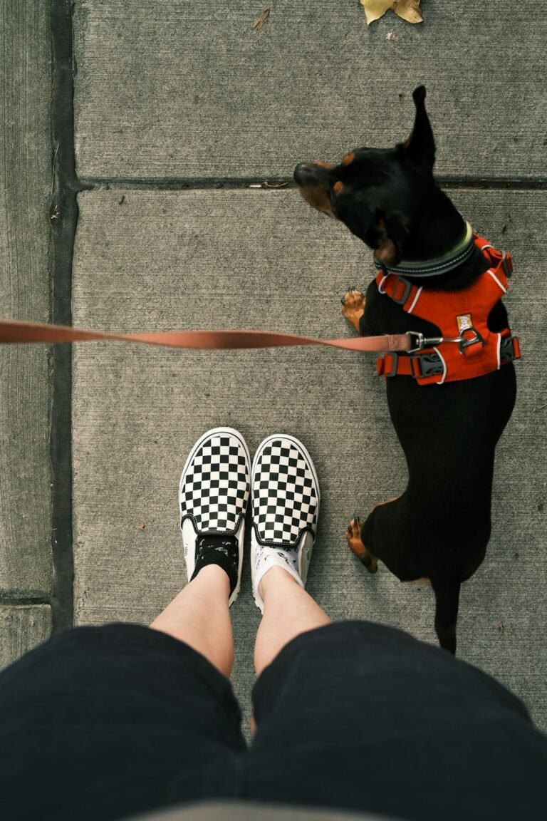 Perro paseando con arnes