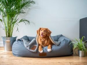 Cama comoda para perro