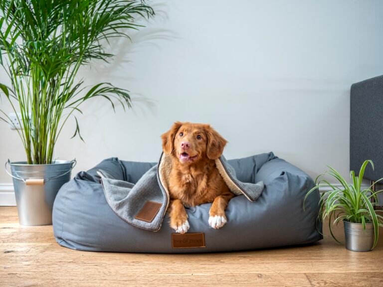 Cama comoda para perro