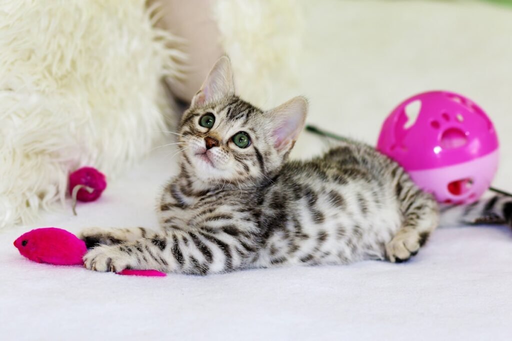 Gato jugando con un juguete