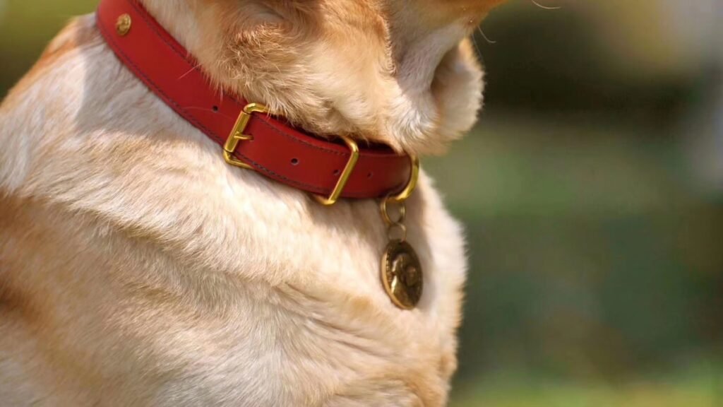 Collar para perro de cerca