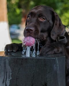 Fuente de agua para mascotas