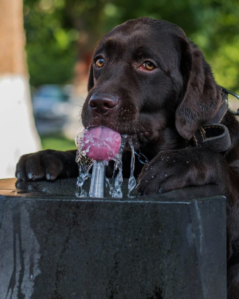 Fuente de agua para mascotas