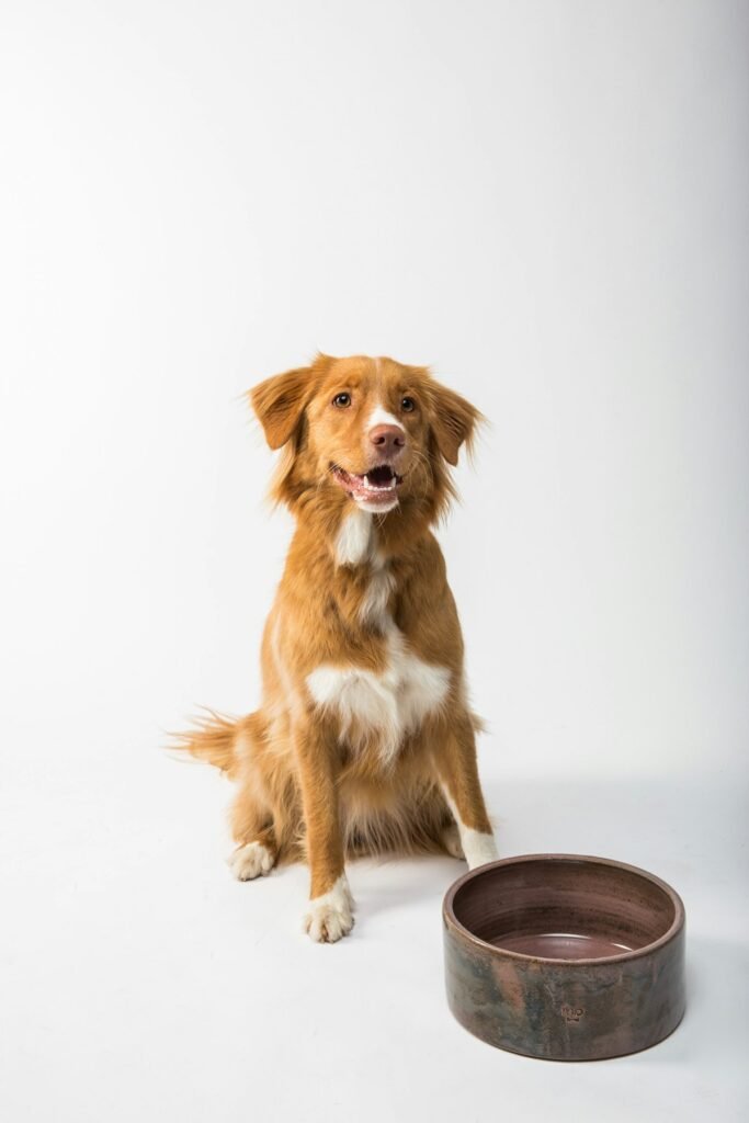 Perro comiendo de su comedero, alimentacion por etapas