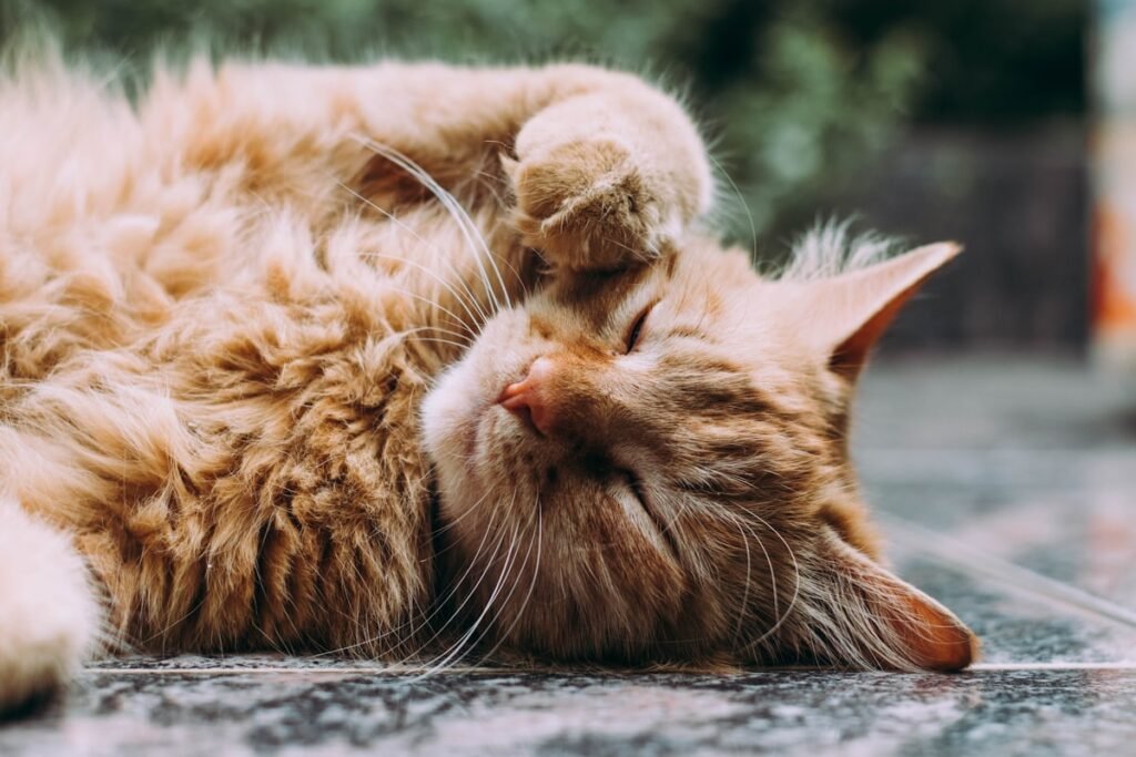 Cepillando el pelaje de un gato
