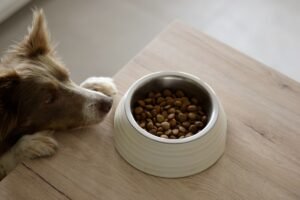 Pienso para perro en un comedero