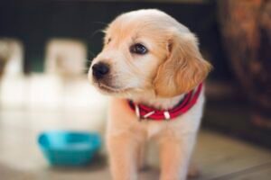 Cachorro en sus primeros meses de entrenamiento