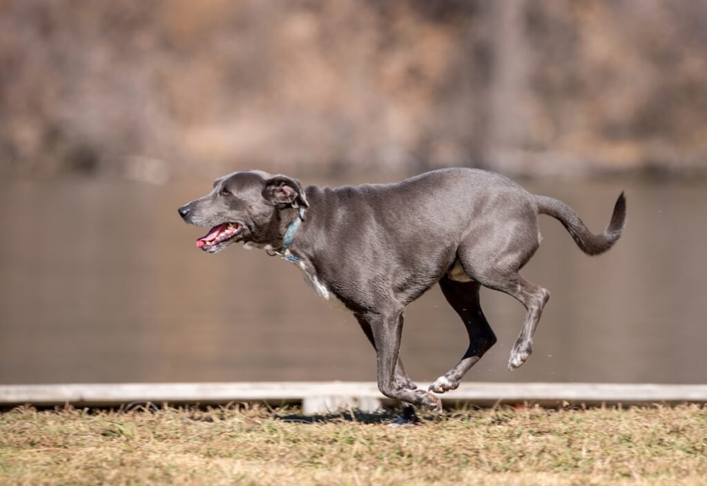 Perro corriendo y haciendo ejercicio en el parque