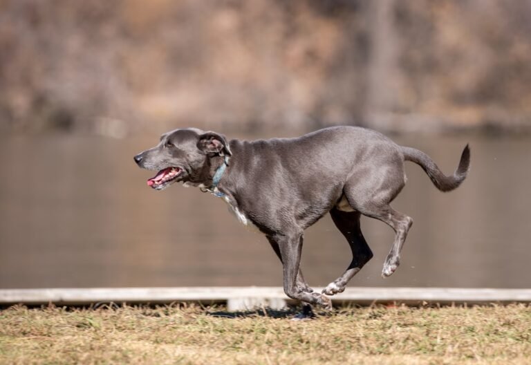 Perro corriendo y haciendo ejercicio en el parque