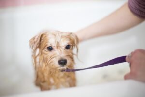 Cepillado dental de un perro