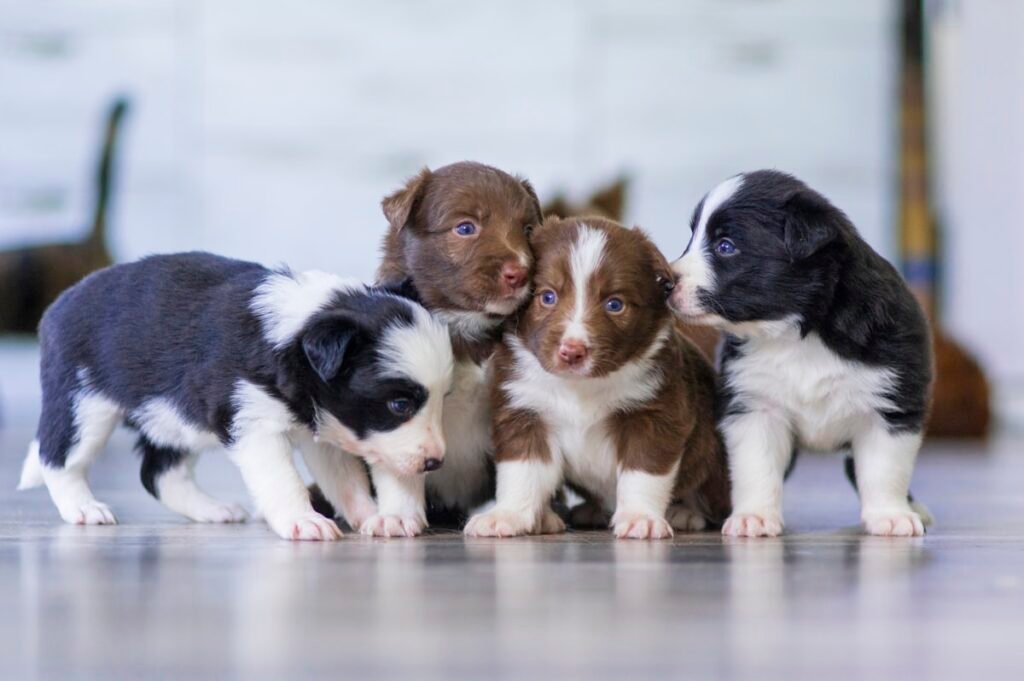 Cachorros socializando y jugando juntos