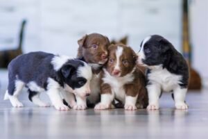 Cachorros socializando y jugando juntos