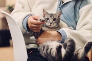 Gato en revision veterinaria por posible enfermedad