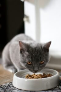 Gato comiendo alimento humedo