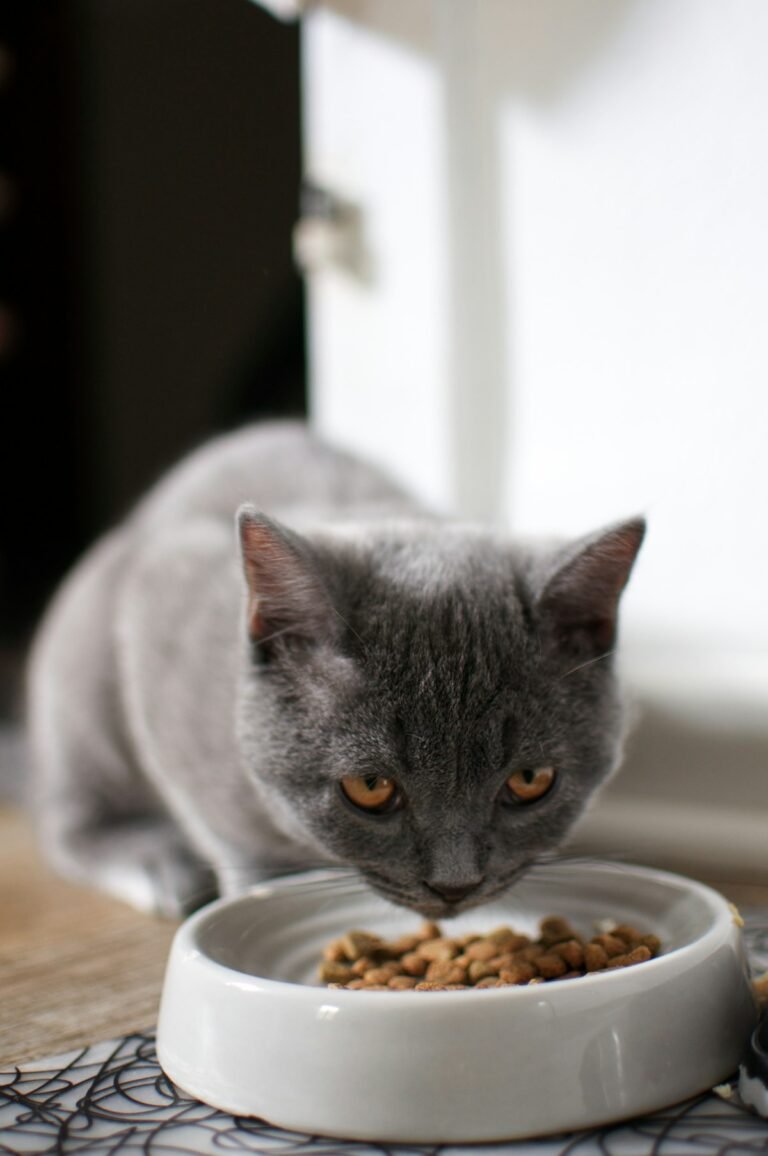 Gato comiendo alimento humedo