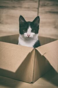 Gato explorando una caja de carton en un hogar nuevo