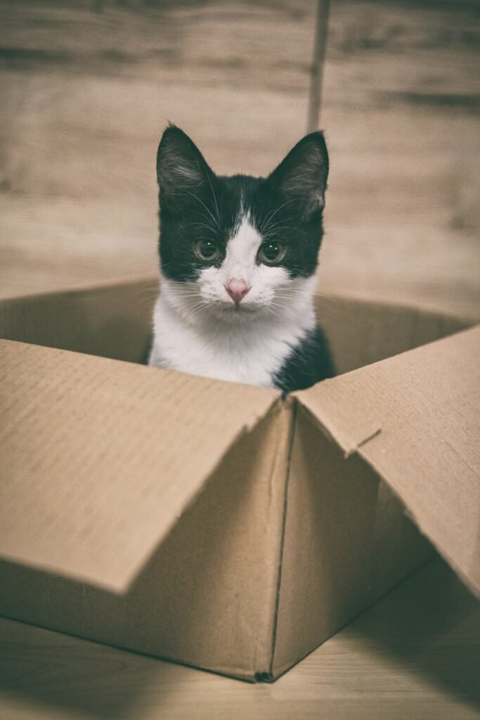 Gato explorando una caja de carton en un hogar nuevo
