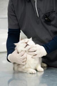Veterinario examinando a un gato antes de esterilizar