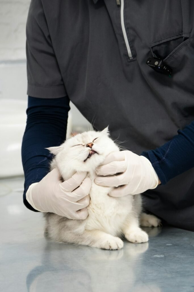 Veterinario examinando a un gato antes de esterilizar
