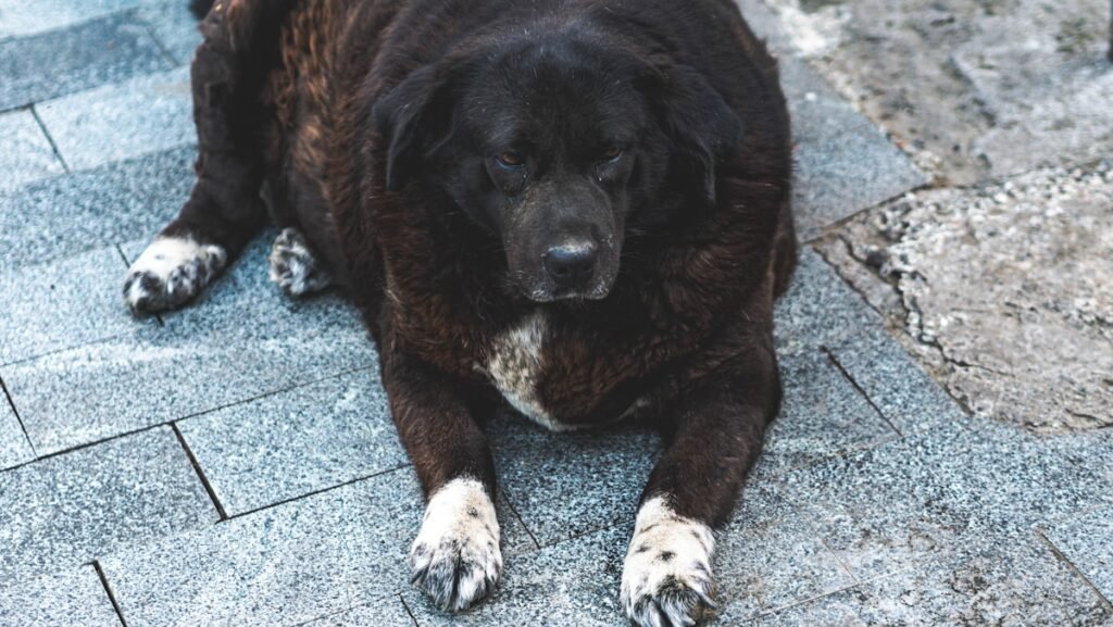 Perro con sobrepeso, control de peso