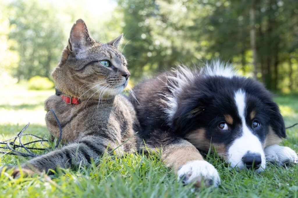 Perro y gato conviviendo juntos en casa
