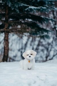 Perro en la nieve durante el invierno