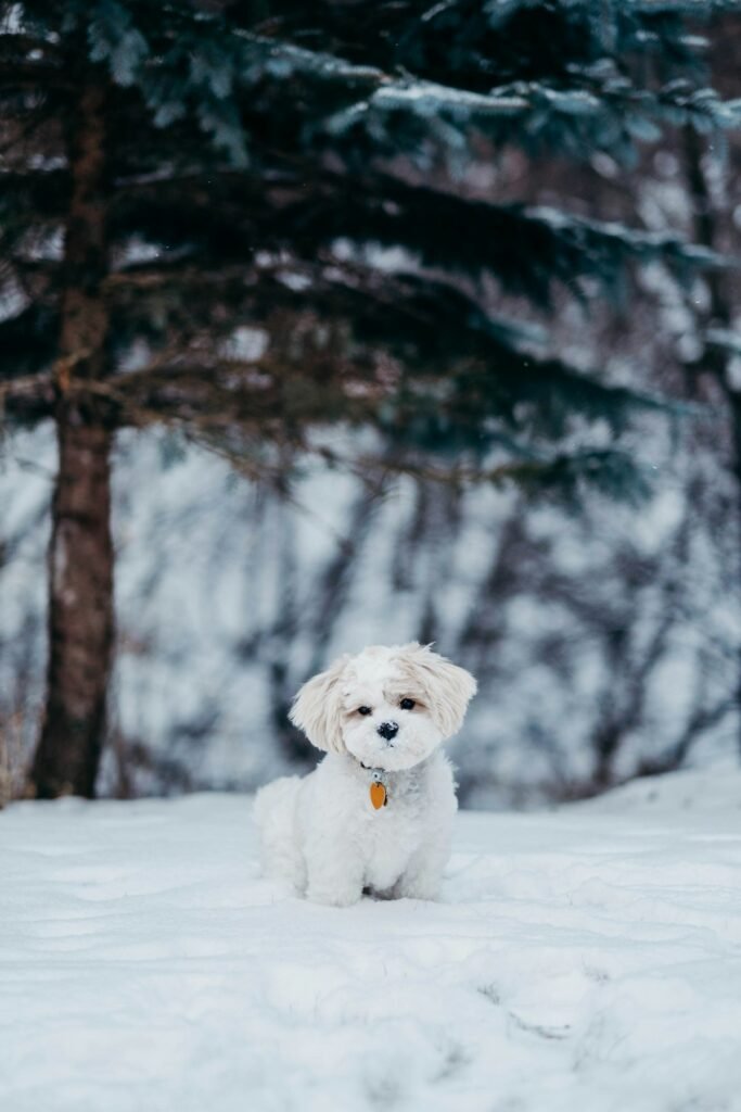 Perro en la nieve durante el invierno