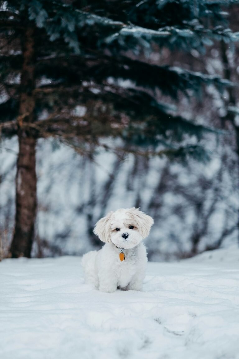 Perro en la nieve durante el invierno