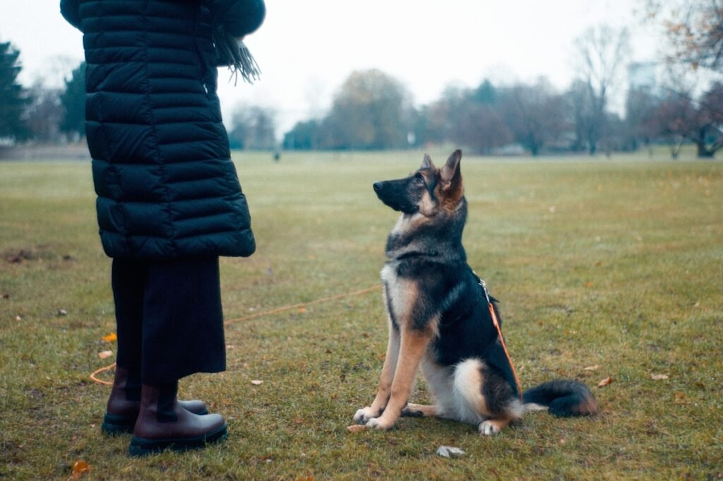 Perro en sesion de adiestramiento basico, orden sienta