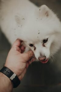 Pipeta antiparasitaria aplicada a un perro