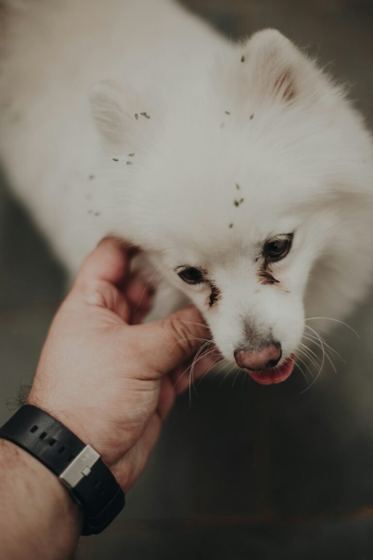 Pipeta antiparasitaria aplicada a un perro