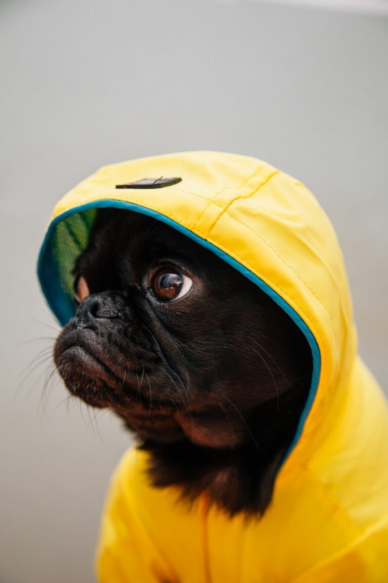 Perro con abrigo impermeable en invierno